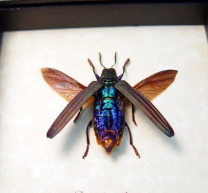 Framed Rainbow Jewel Beetle Demochroa detanii Taxidermy Display