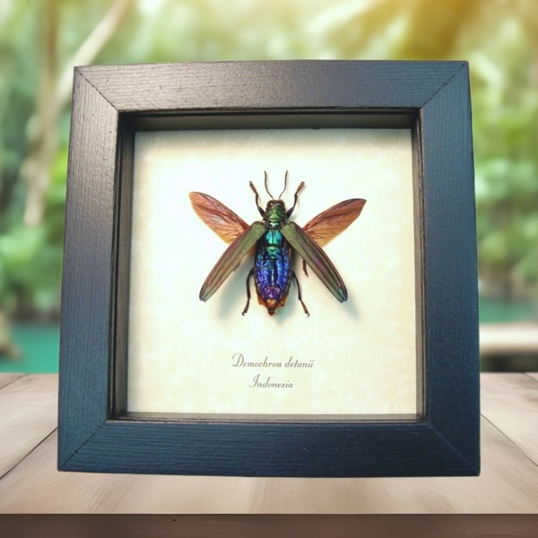 Rainbow Jewel Beetle Demochroa detanii Real Framed Taxidermy Display