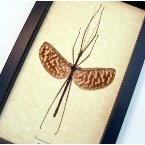 Diesbachia tamyris male Framed Pink Stick Insect Framed Taxidermy