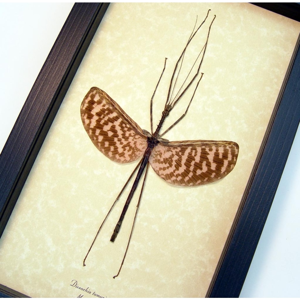 Diesbachia tamyris male Framed Pink Stick Insect Framed Taxidermy