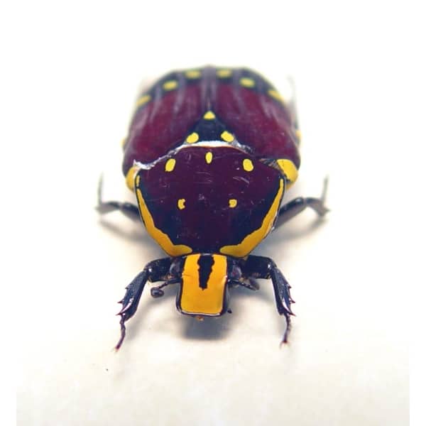 Euchroea histrionica Madagascar Beetle Red Velvet Flower Beetle