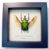 Real Framed Green Gold Flying African Beetle Eudicella morgani Taxidermy Display