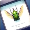 Real Framed Green Gold Flying African Beetle Eudicella morgani Taxidermy Display