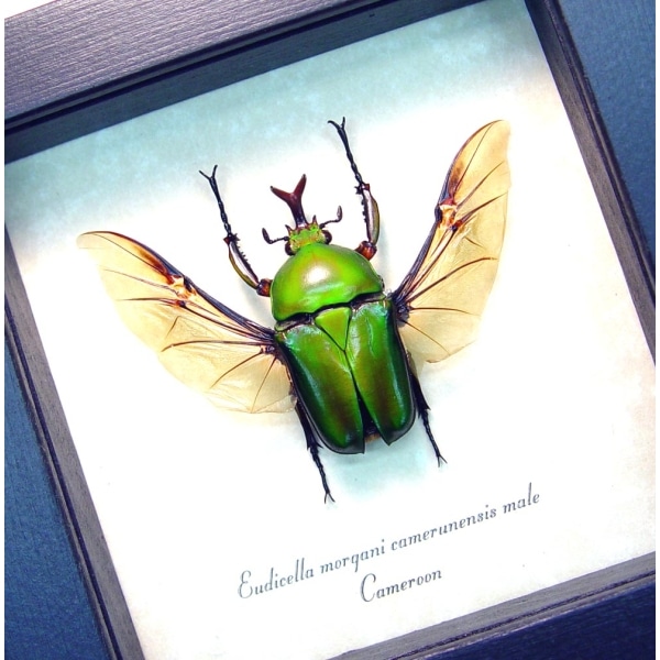 Real Framed Green Gold Flying African Beetle Eudicella morgani Taxidermy Display