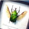 Real Framed Green Gold Flying African Beetle Eudicella morgani Taxidermy Display