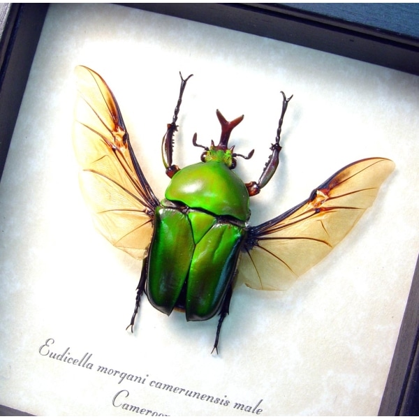 Real Framed Green Gold Flying African Beetle Eudicella morgani Taxidermy Display