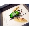 Real Framed Green Gold Flying African Beetle Eudicella morgani Taxidermy Display