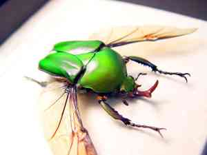 Real Framed Green Gold Flying African Beetle Eudicella morgani Taxidermy Display