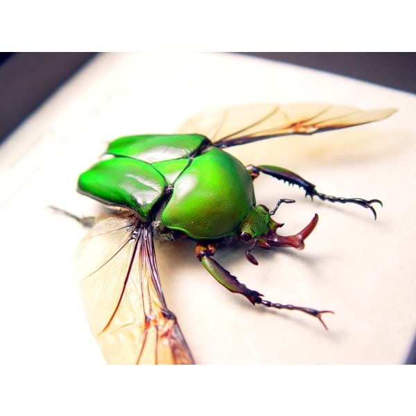 Real Framed Green Gold Flying African Beetle Eudicella morgani Taxidermy Display