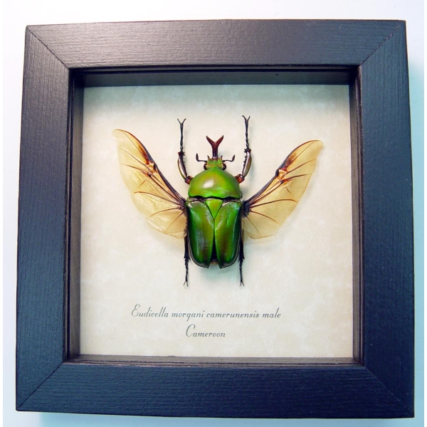Real Framed Green Gold Flying African Beetle Eudicella morgani Taxidermy Display