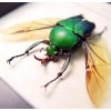 Eudicella morgani camerunensis Male Green Flying African Beetle Framed Display