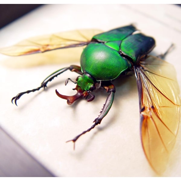 Eudicella morgani camerunensis Male Green Flying African Beetle Framed Display