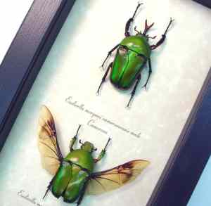 Real Framed Beetle Collection Green Gold Flying African Beetles Eudicella morgani Pair Taxidermy
