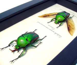 Eudicella morgani camerunensis Pair Multi Flying African Beetles