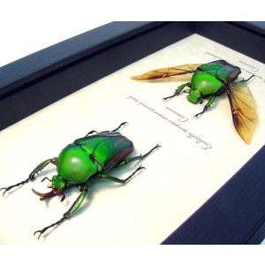 Eudicella morgani camerunensis Pair Multi Flying African Beetles
