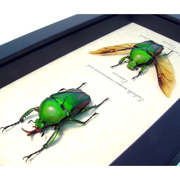 Eudicella morgani camerunensis Pair Multi Flying African Beetles