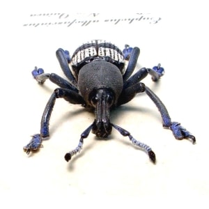 Eupholus albofasciatus Gray Banded Weevil Rare Beetle