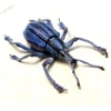 Eupholus bennetti Purple Weevil Rare Beetle Framed Taxidermy Display