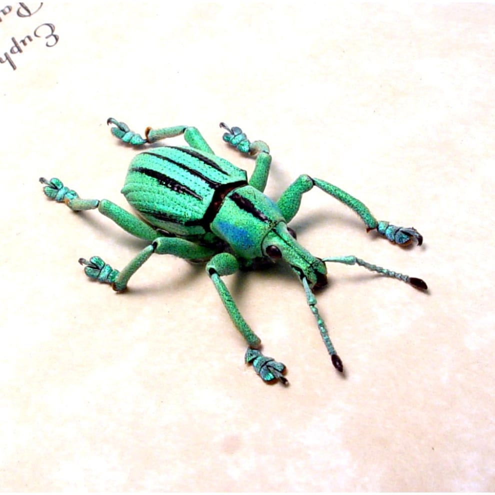 Eupholus cuvieri Green Glowing Weevil Rare Beetle Eupholus cuvieri Green Glowing Weevil Rare Beetle