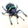 Eupholus magnificus Purple Glowing Green Banded Weevil Beetle ooak