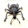 EupholuEupholus messagieri Gray Banded Weevil Rare Beetle