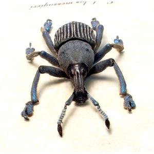 EupholuEupholus messagieri Gray Banded Weevil Rare Beetle