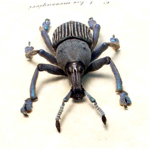 EupholuEupholus messagieri Gray Banded Weevil Rare Beetle