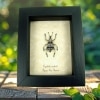 Eupholus nickerli Gray Banded Weevil Rare Beetle Framed Taxidermy Display