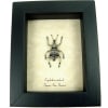Eupholus nickerli Gray Banded Weevil Rare Beetle Framed Taxidermy Display