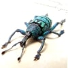Eupholus nickerli cyanescens Green Weevil Rare Beetle Framed Taxidermy Display
