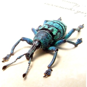 Eupholus nickerli cyanescens Green Weevil Rare Beetle Framed Taxidermy Display