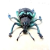 Eupholus schoenherri mimikanus Green Banded Weevil Framed Taxidermy Display