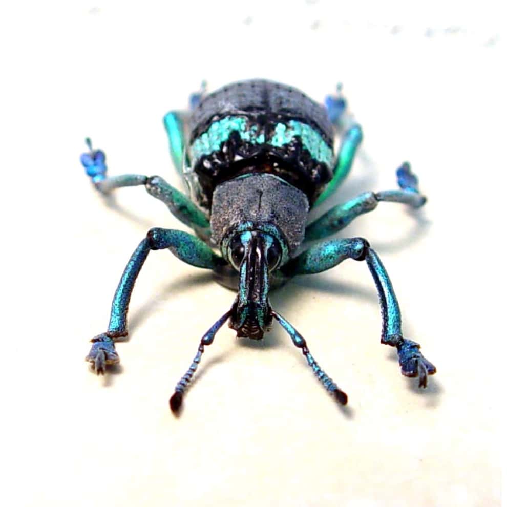 Eupholus schoenherri mimikanus Green Banded Weevil Framed Taxidermy Display