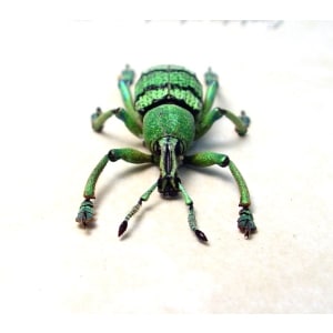 Eupholus schoenherri petiti Lime Green Banded Weevil