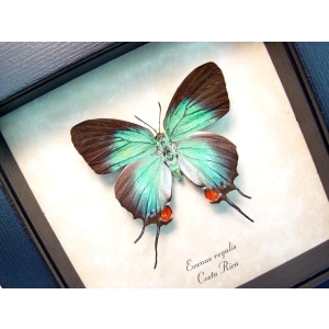 Evenus Regalis Female Regal Hairstreak Framed Costa Rica Butterfly