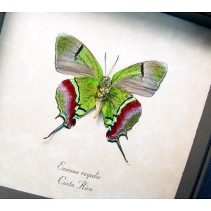 Evenus Regalis Verso Regal Hairstreak Framed Costa Rica Butterfly