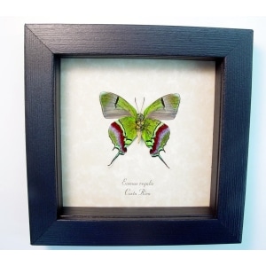 Evenus Regalis Verso Butterfly Regal Hairstreak Framed Taxidermy Display