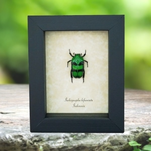 Green flower Beetle Framed Ischiopsopha bifasciata Taxidermy Display