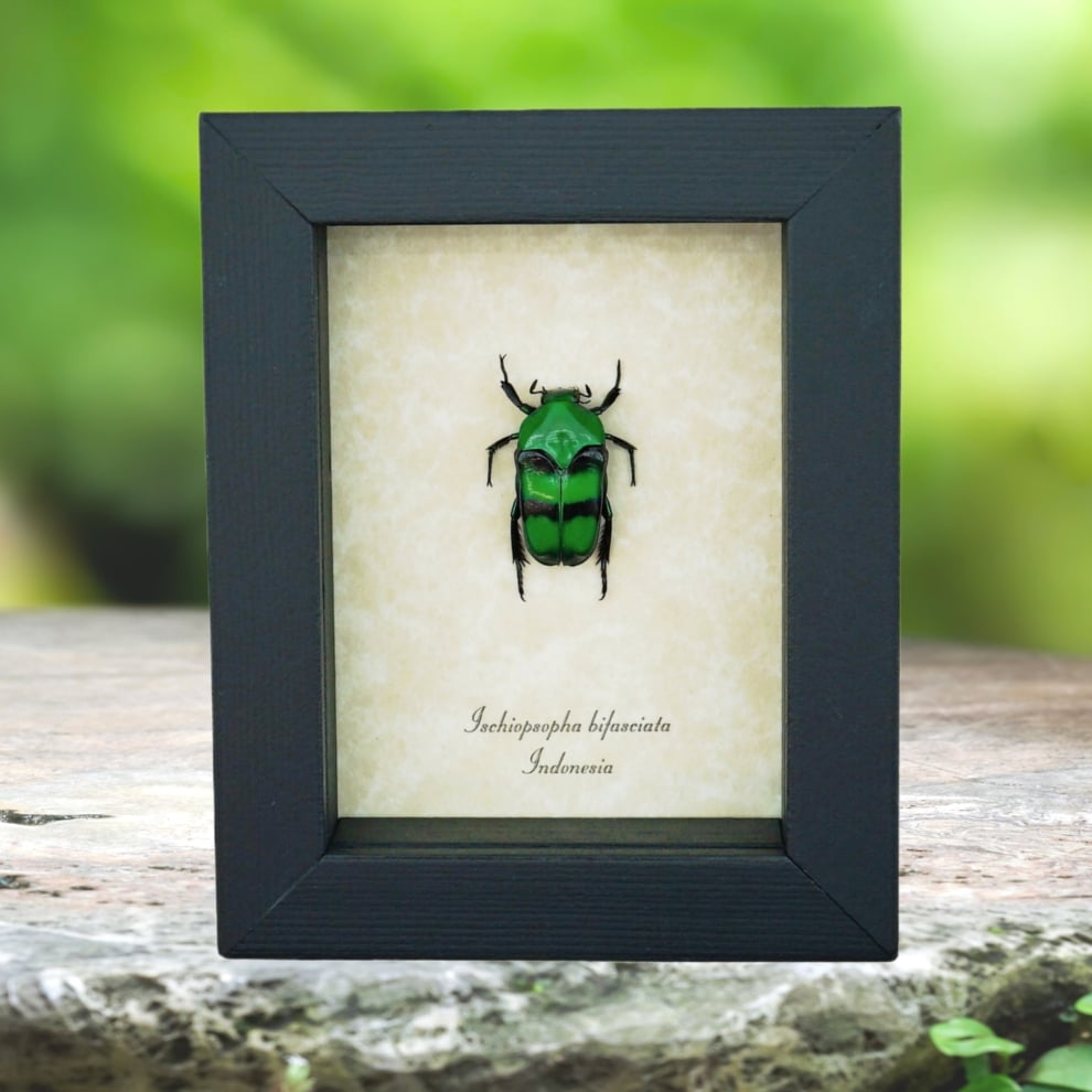 Green flower Beetle Framed Ischiopsopha bifasciata Taxidermy Display