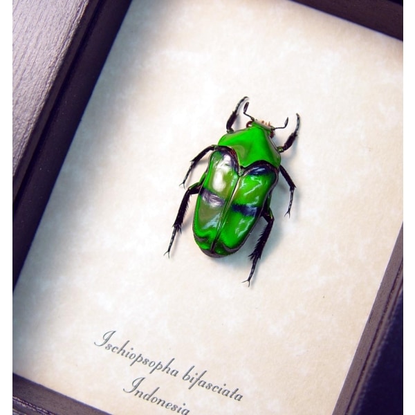 Ischiopsopha bifasciata Green flower Beetle Framed Taxidermy Display