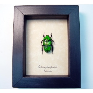 Ischiopsopha bifasciata Green flower Beetle Framed Taxidermy Display