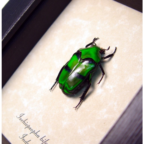 Ischiopsopha bifasciata Green flower Beetle Framed Taxidermy Display