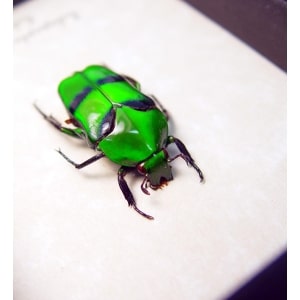 Ischiopsopha bifasciata Green flower Beetle Framed Taxidermy Display