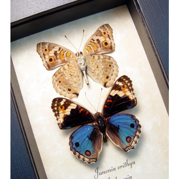 Junonia orithya Blue Pansy Set Framed Butterflies Taxidermy Display
