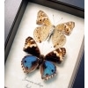 Junonia orithya Blue Pansy Set Framed Butterflies Taxidermy Display