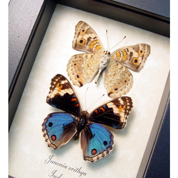 Junonia orithya Blue Pansy Set Framed Butterflies Taxidermy Display