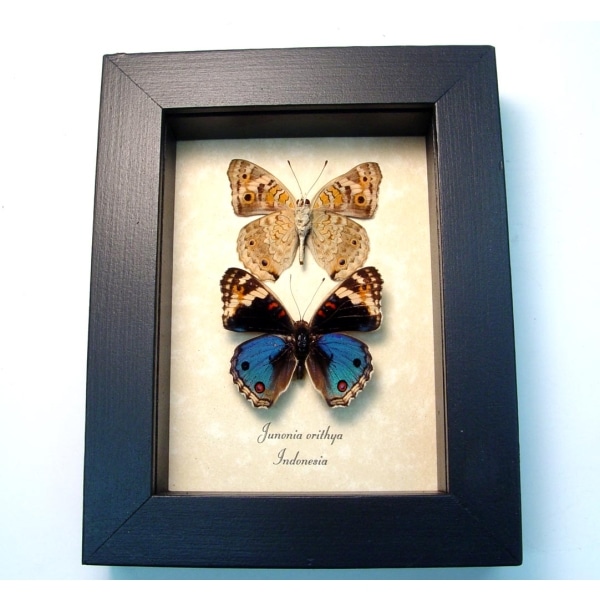 Junonia orithya Blue Pansy Set Framed Butterflies Taxidermy Display