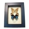 Blue Pansy Butterfly Junonia orithya Set Framed Butterflies Moonlight Display