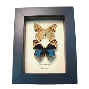 Blue Pansy Butterfly Junonia orithya Set Framed Butterflies Moonlight Display