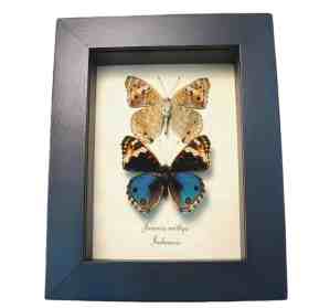 Blue Pansy Butterfly Junonia orithya Set Framed Butterflies Moonlight Display